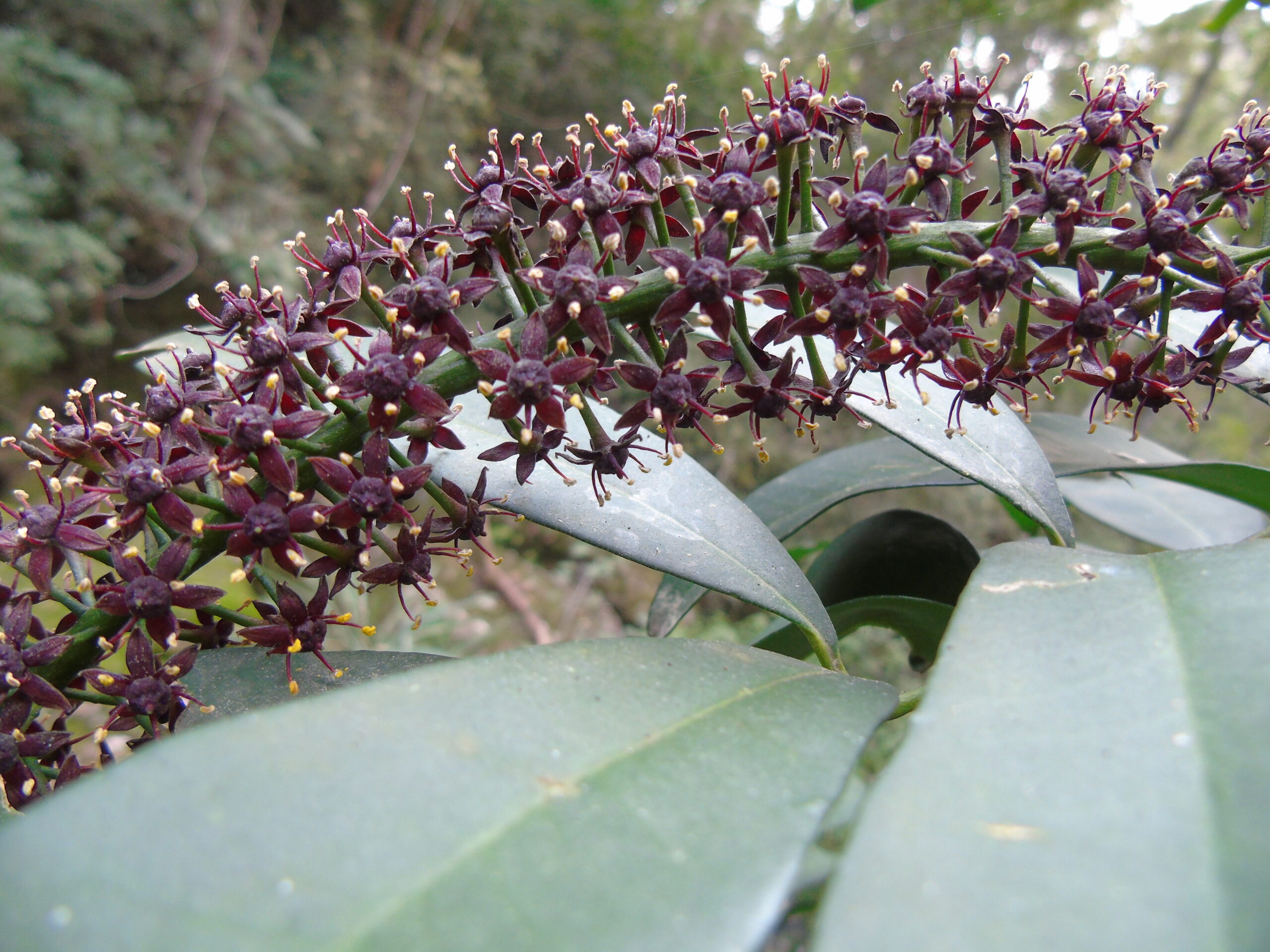 Jaborandí – Pilocarpus microphillus