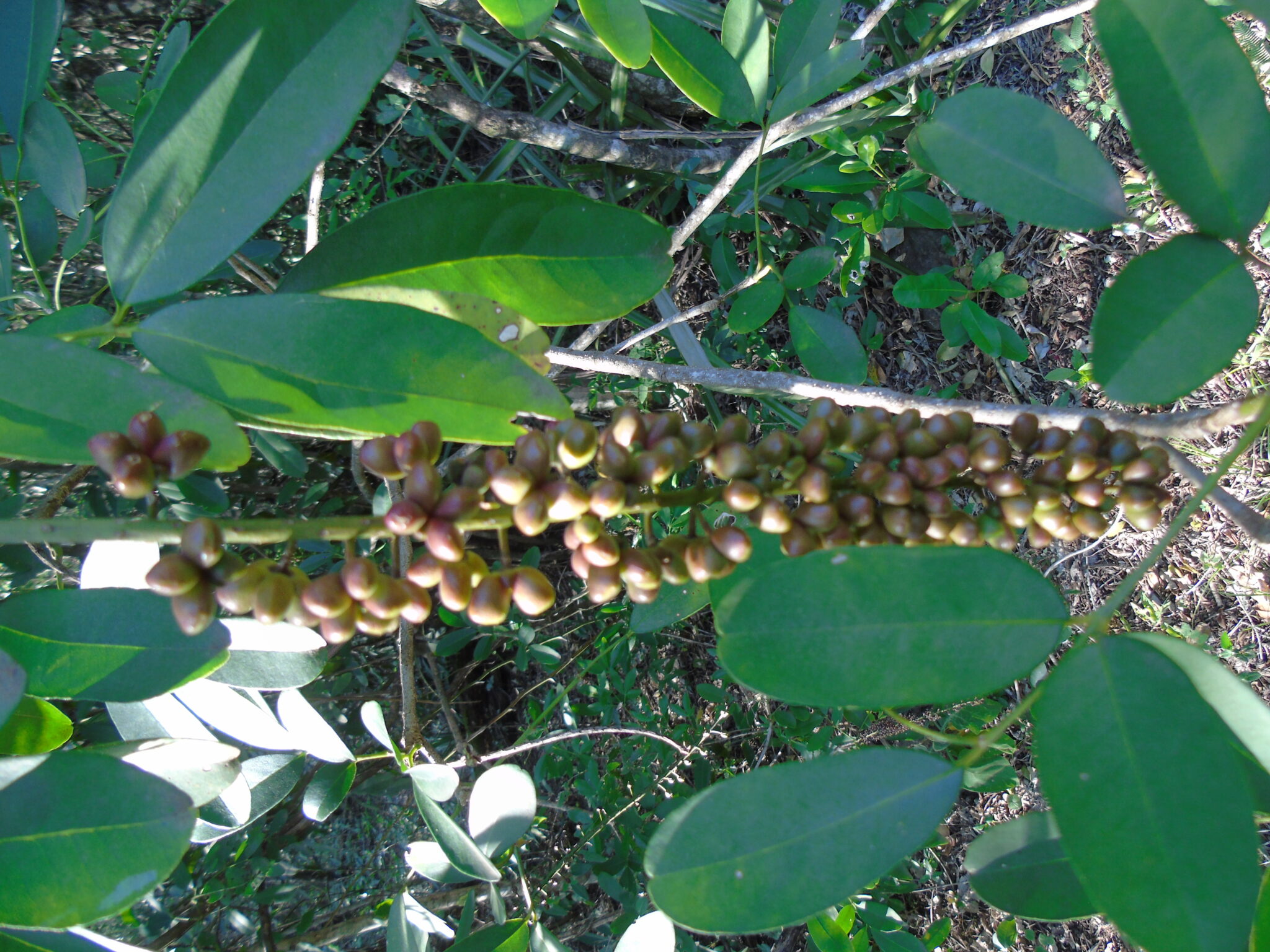 Jaborandí Pilocarpus microphillus Espacio de Sanación Escuela de