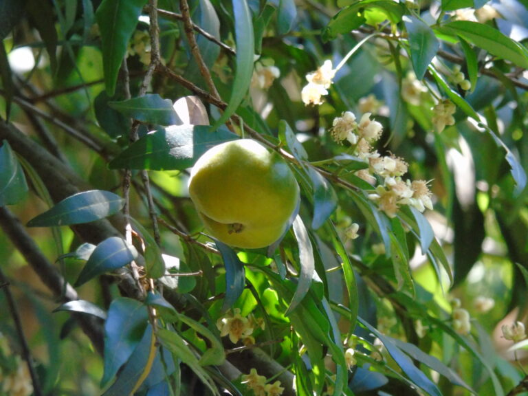 Uvahai – Yváhai (fruta ácida en guaraní) Hexaclamys Edulis