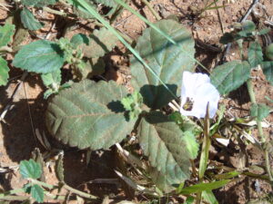 Flora de Misiones. Parque Urutaú. También la encontré a orillas del Aº Mártires.