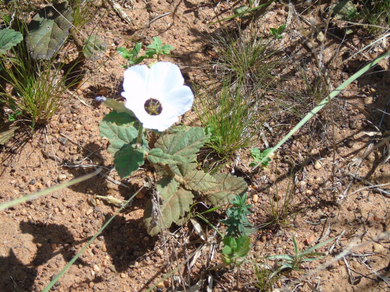 Pavonia hastata