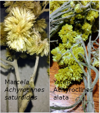 Diferencia entre Marcelita y Yatei-kaa