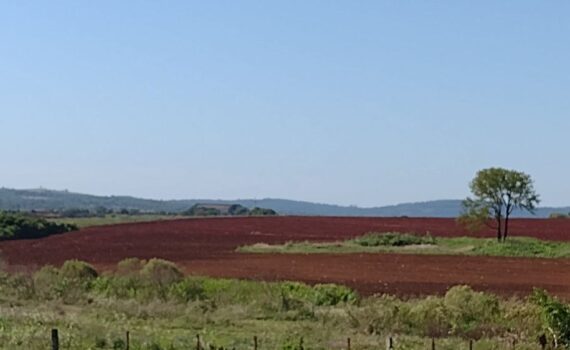 La tierra nunca debe estar desnuda.