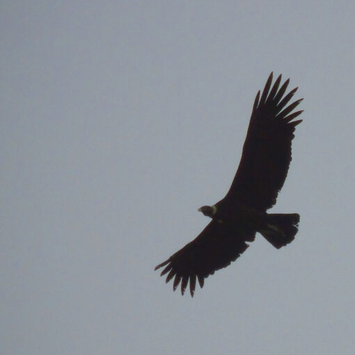 El vuelo y el poder del cóndor evoca la mas pura libertad.