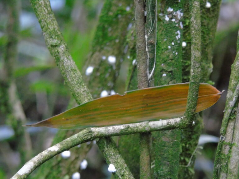 hoja de tacuara