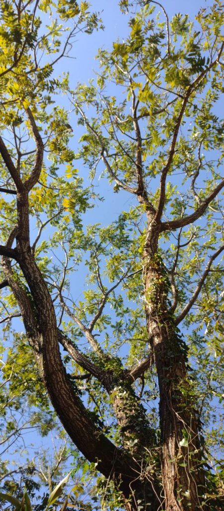 El cedro en mayo.