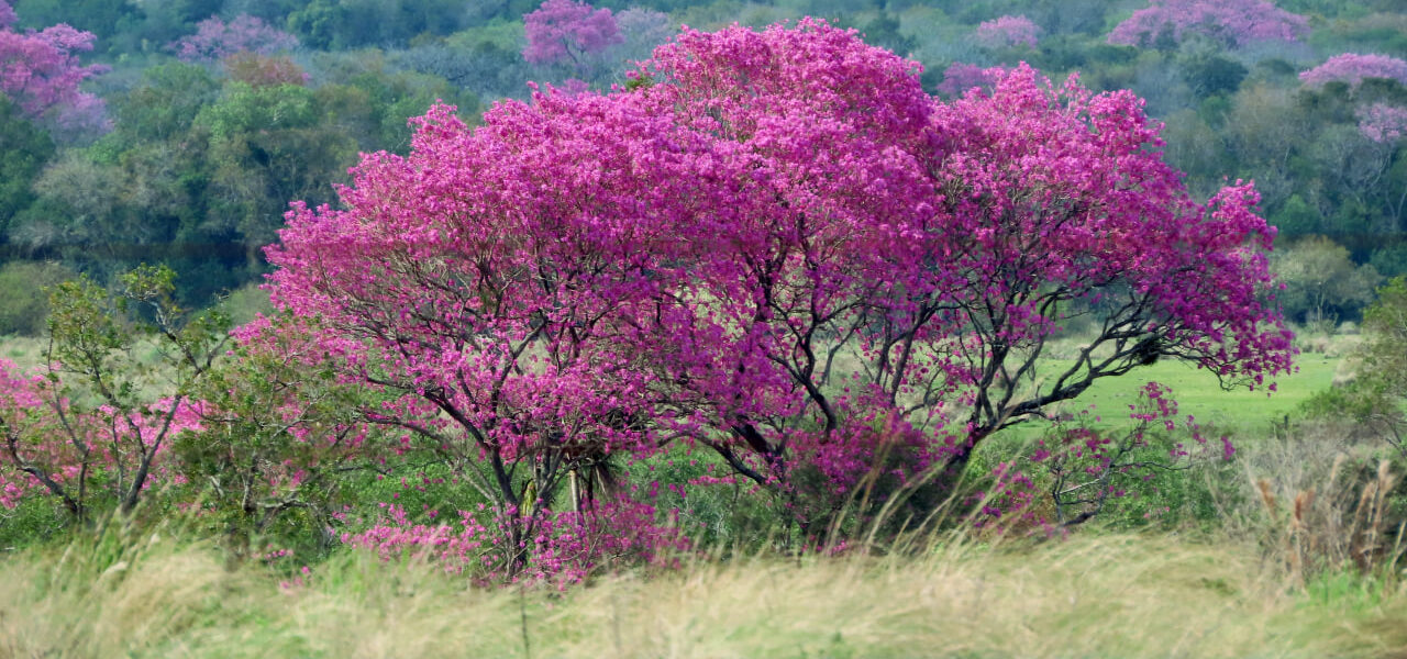 Primavera Natural