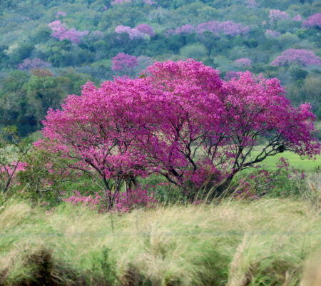 Primavera Natural