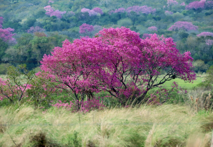 Primavera Natural
