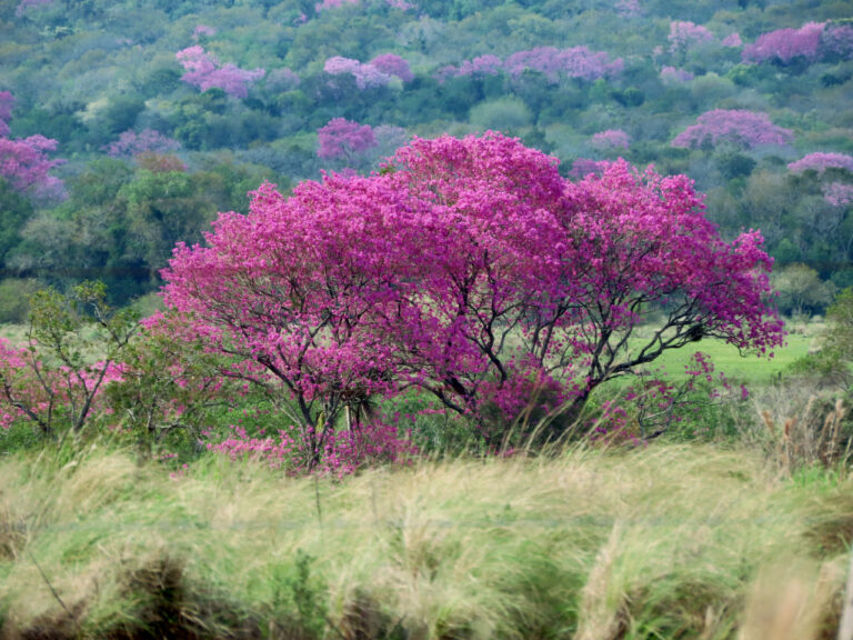 Primavera Natural