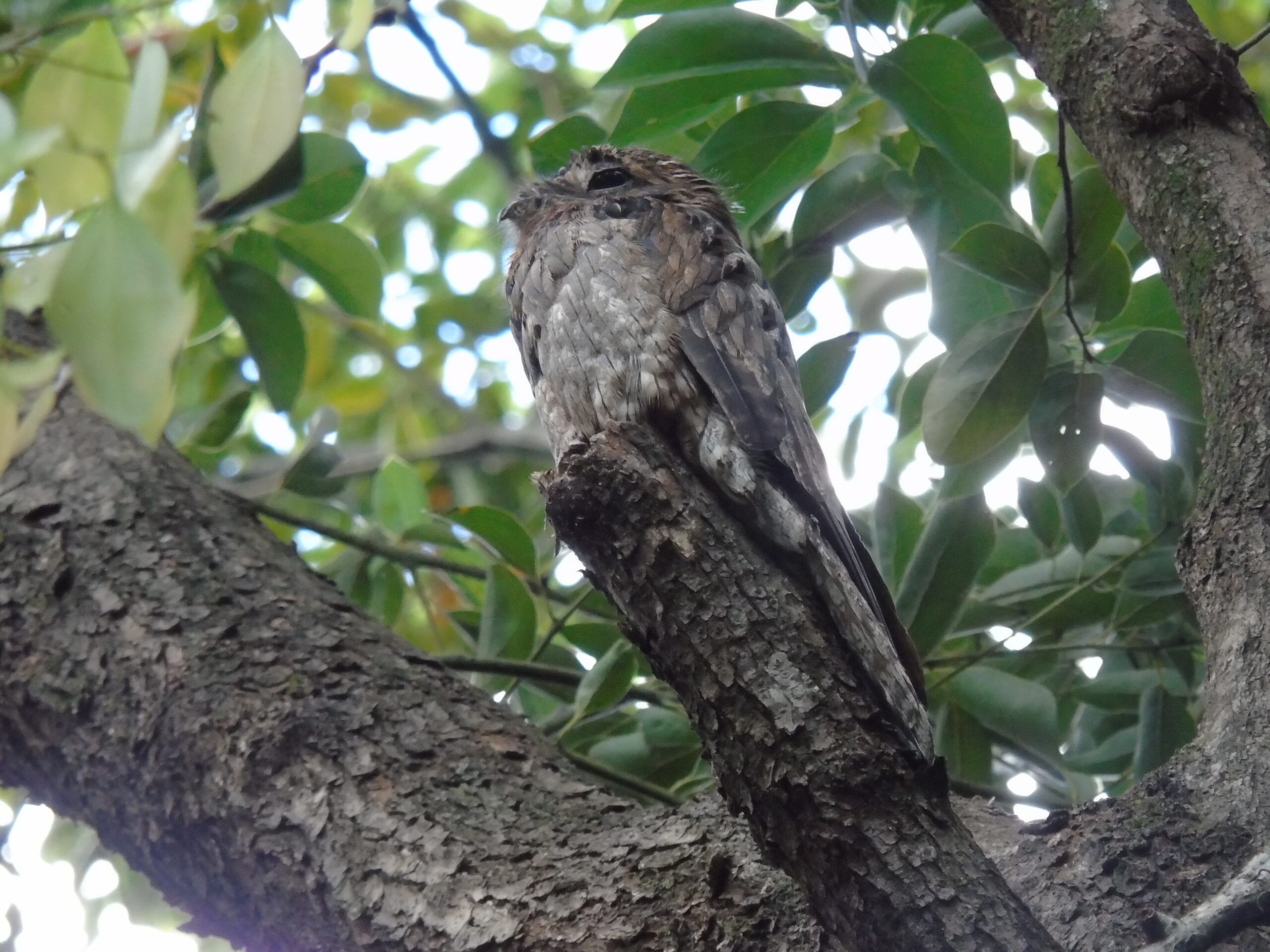 urutaú en el árbol de alcanfor