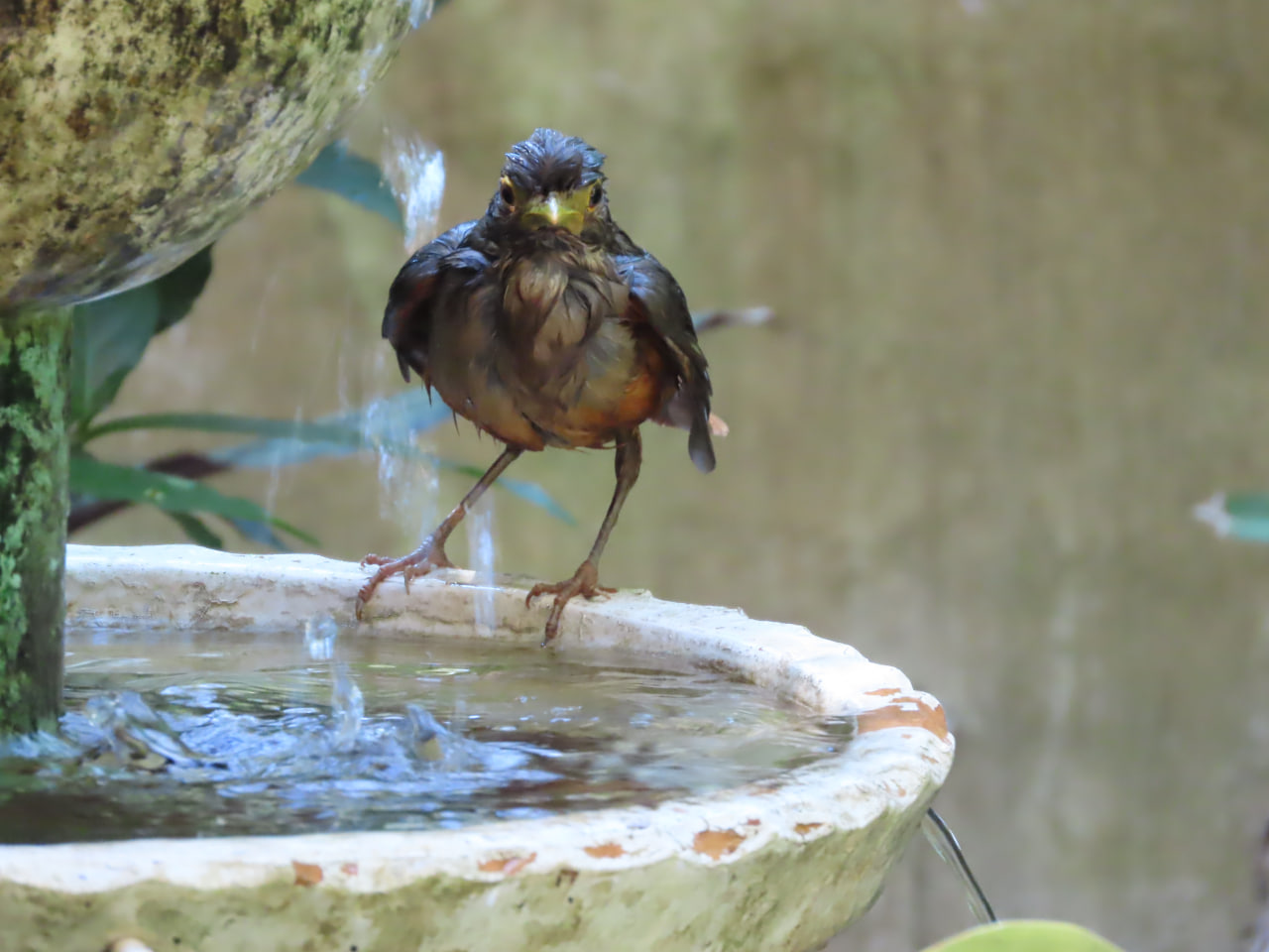 zorzal colorado bañándose en la fuente de pura energía.