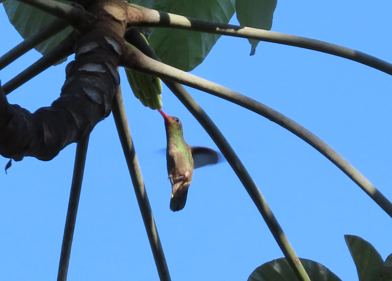 coloibríes, mainomby, mainoí, los mensajeros de ñamandú