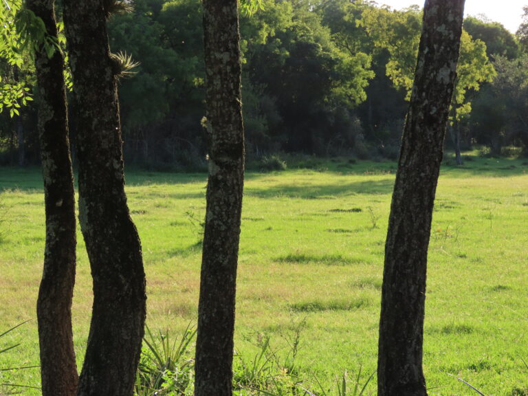 parecen rejas, si, son muuuy duras, pero son árboles naturales