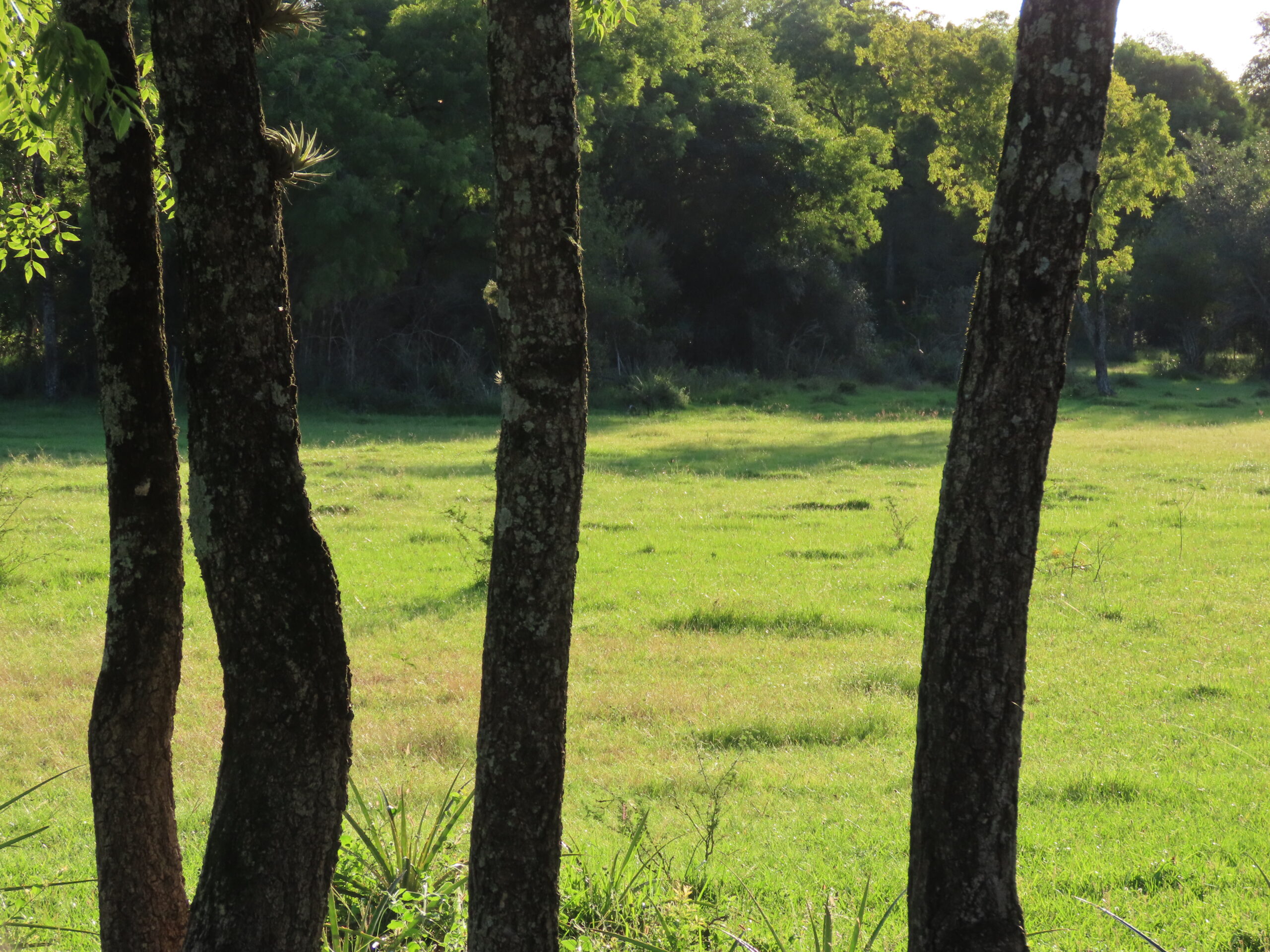 parecen rejas, si, son muuuy duras, pero son árboles naturales