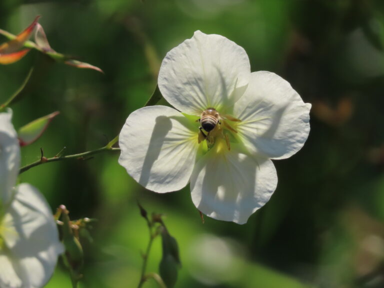 Último viernes de cada mes, 18 hs.        Conciencia y Meditación en Pura Energía.