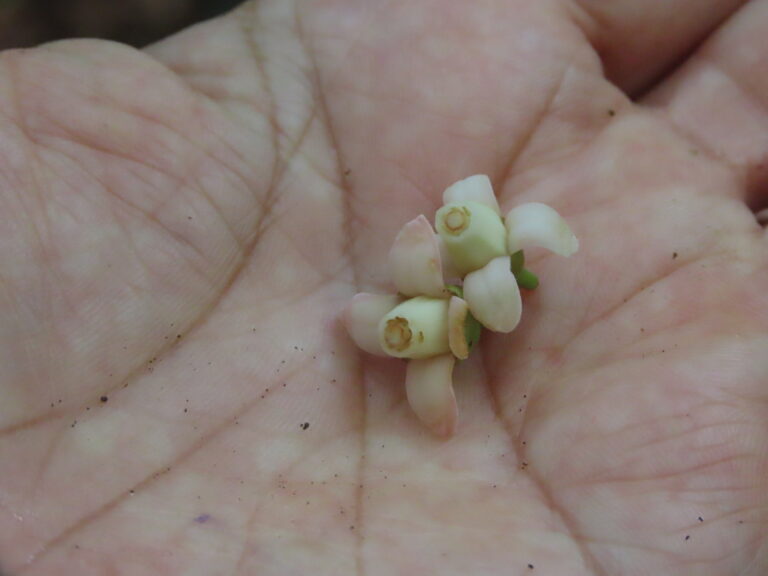 Las flores de las enredaderas del otoño son en su mayoría blancas