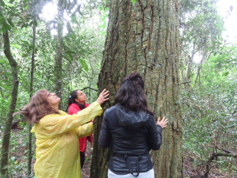 Retiro de Autorreparación en la selva guaraní. Primavera 2026 – 10, 11 y 12 de octubre.