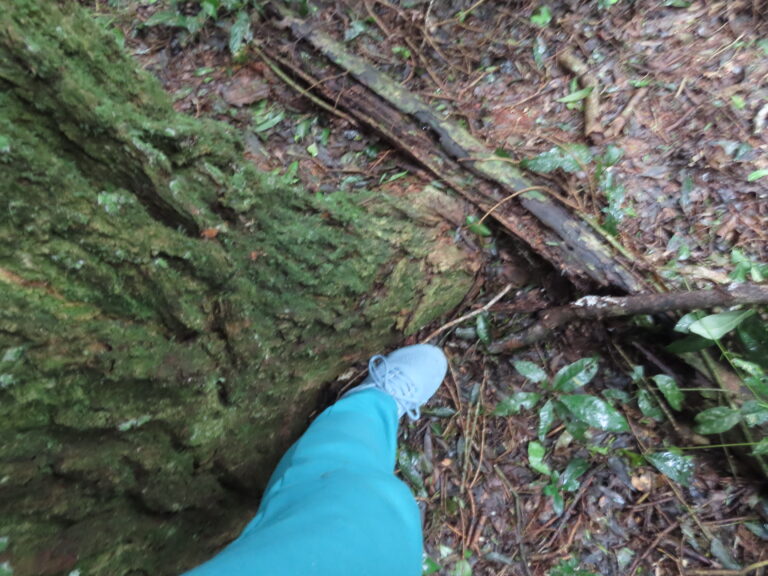 mI PIE chiquito al lado del pie del palo rosa gigante