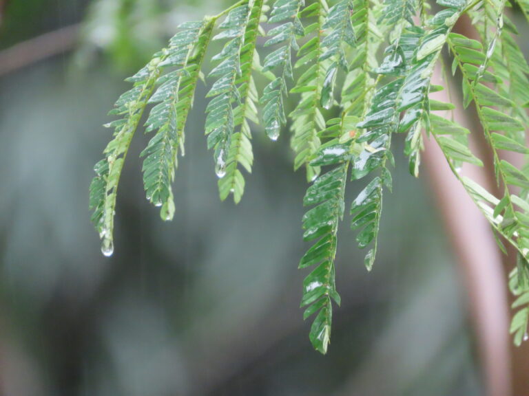 Lluvia en la selva.